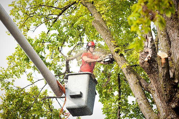 How Our Tree Care Process Works  in  Hastings, PA